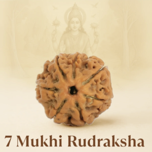 Original Siddh 7 Mukhi Rudraksha
